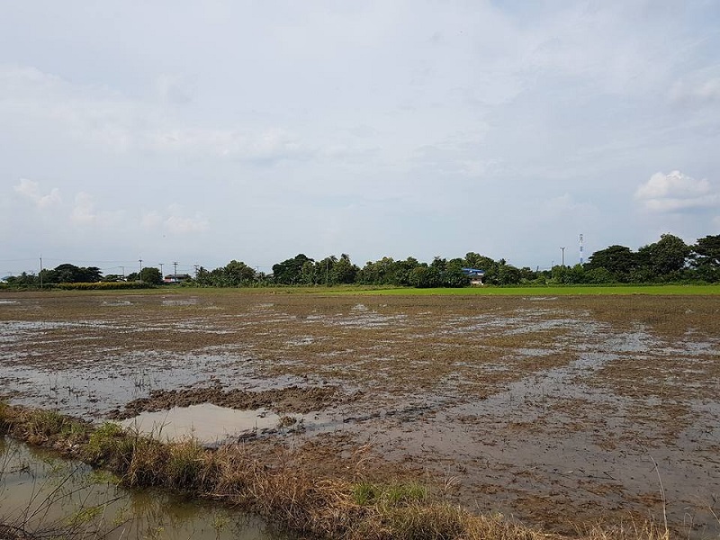 For SaleLandPathum Thani,Rangsit, Thammasat : Land for sale 6 rai, Bang Khu Wat Subdistrict, Mueang , Pathum Thani.