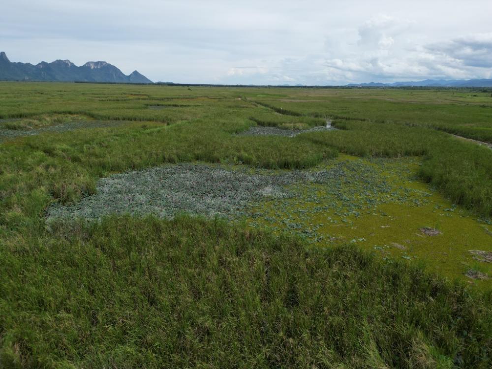 ขายที่ดินหัวหิน ประจวบคีรีขันธ์ : ขายที่ดิน 2000 ไร่  ที่ดินตั้งอยู่ในเขต ต.ศิลาลอย อ.ปราณบุรี จ.ประจวบคีรีขันธ์ (บ้านหนองคาง) ห่างจากถนนเพชรเกษม กม. 268 ระยะทาง 3 กม.