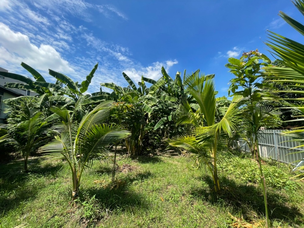 ขายที่ดินสุขุมวิท อโศก ทองหล่อ : ที่ดิน เอกมัย 22 / 3 งาน 52 ตารางวา (ขาย), Land Ekkamai 22 / 1,420 Square Meter (FOR SALE) T533