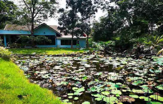 ขายที่ดินวิภาวดี ดอนเมือง หลักสี่ : ที่ดิน พร้อมบ้าน ซอยวิภาวดีรังสิต 41  พื้นที่่ 5ไร่ พร้อมด้วยบ้าน 2 หลัง พร้อมต้นไม้ใหญ่อายุกว่า 40 ปี  9/11/67