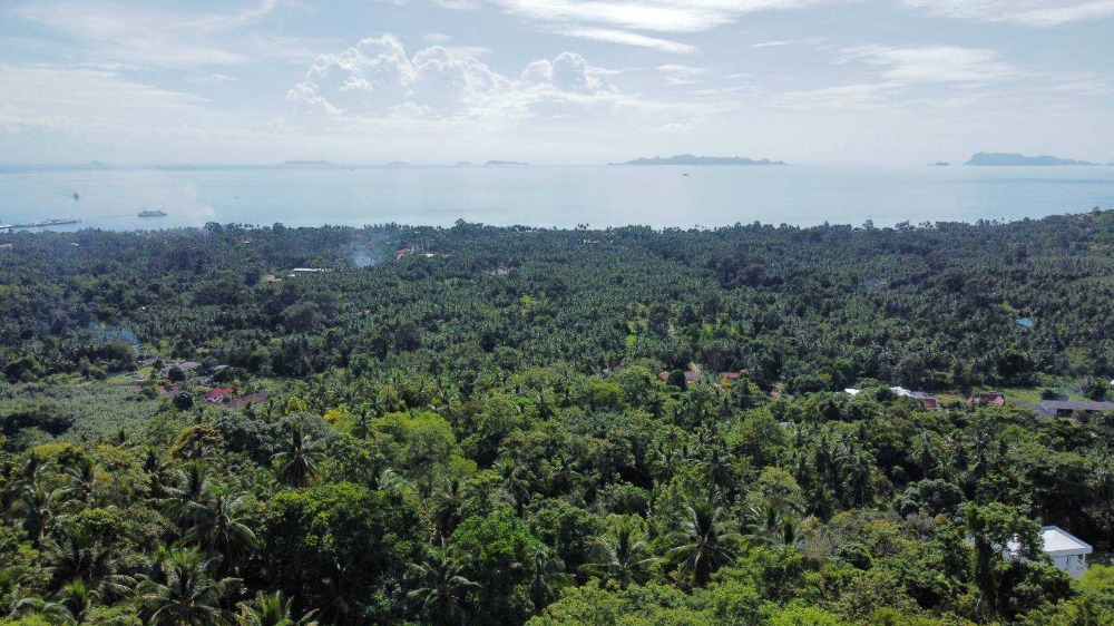 For SaleLandKoh Samui, Surat Thani : 2 rai of land for sale on Koh Samui