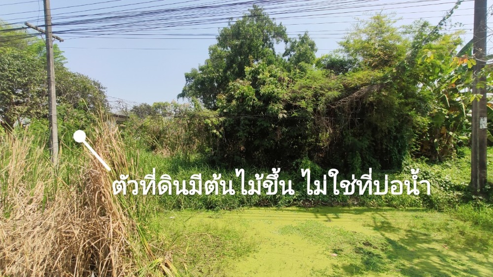 ขายที่ดินมีนบุรี-ร่มเกล้า : ขาย ที่ดินเปล่า 1 งาน ( 109 ตารางวา ) ติดถนนประชาสำราญ แขวงหนองจอก เขตหนองจอก กรุงเทพมหานคร