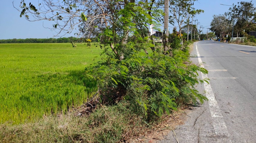 For SaleLandPathum Thani,Rangsit, Thammasat : Land for sale, 51 rai, Road 3047, LamladLadbua, Bangtoei, Sam Khok, Pathum Thani.