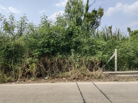 For SaleLandPathum Thani,Rangsit, Thammasat : Land for sale, 2 rai in Soi Khlong Sam 1/17, Rangsit-Nakhon Nayok Road, Khlong 3, the land is in a community area.
