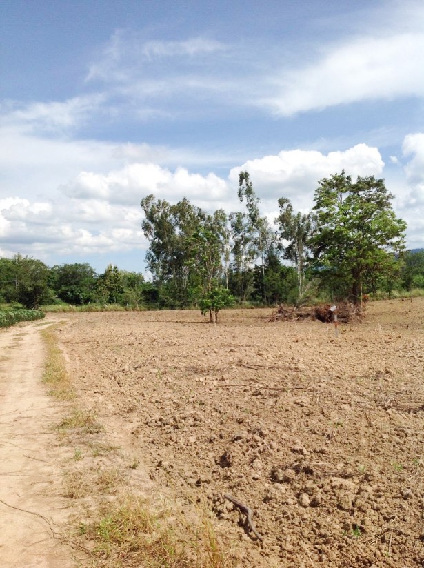 For SaleLandPak Chong KhaoYai : Land for sale 25-1-52 rai, Pong Ta Long, Pak Chong, Khao Yai, near Tawee Farm and Toscana.