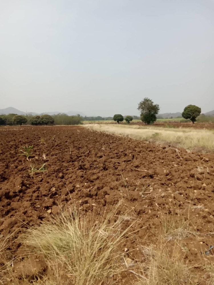 For SaleLandPhetchabun : ***Sale*** Empty land with tenants on land size 2-0-96 rai.