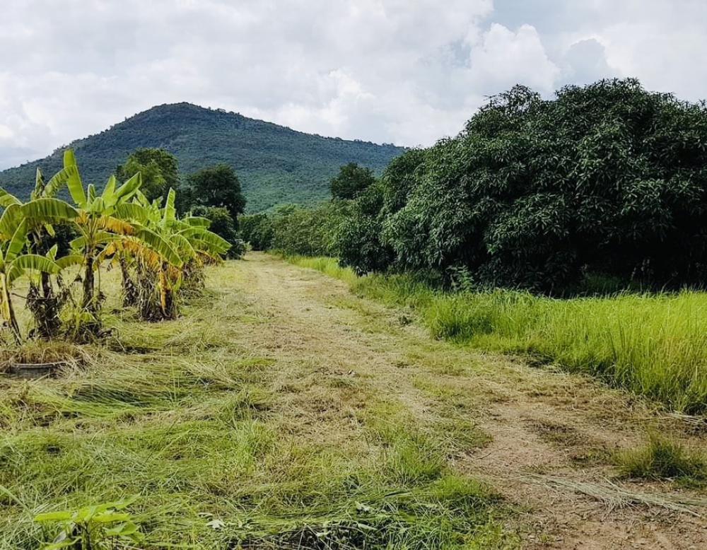 For SaleLandPak Chong KhaoYai : Land for sale in Khao Yai, Wang Sai, 52 rai, near Phu Phra Bat, Wang Sai Hill, Lapang Hill Pool Villa