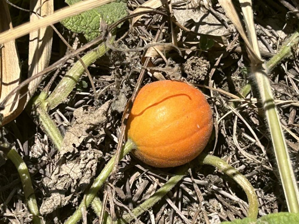 ขายที่ดินอยุธยา : ขายที่ดิน 45ไร่ 2.39 กิโลถึงมอเตอร์เวย์วังน้อย Tel. 093 296 2878 ติดถนนคอนกรีตตัดผ่านทั้งหน้าและหลัง 2.8 โล ถึงนิคมอุตสาหหกรรมจีน 093 296 2878