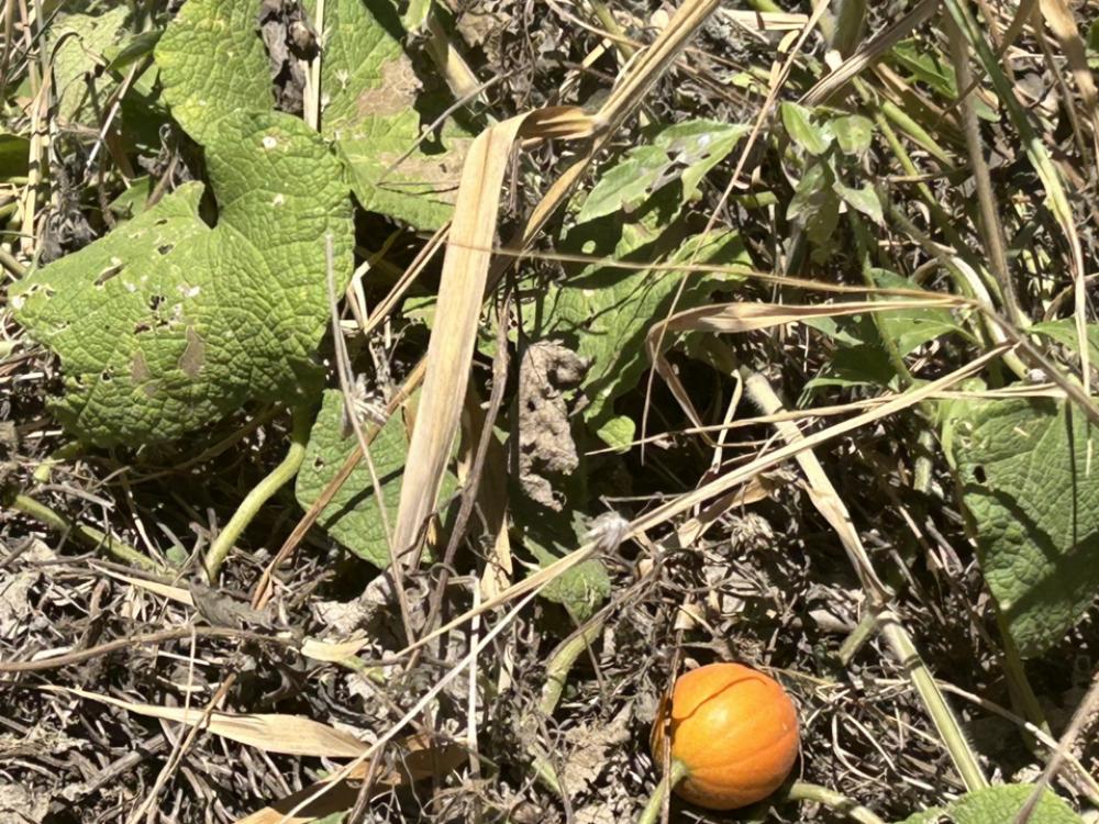 ขายที่ดินอยุธยา : ขายที่ดิน 45ไร่ 2.39 กิโลถึงมอเตอร์เวย์วังน้อย Tel. 093 296 2878 ติดถนนคอนกรีตตัดผ่านทั้งหน้าและหลัง 2.8 โล ถึงนิคมอุตสาหหกรรมจีน 093 296 2878