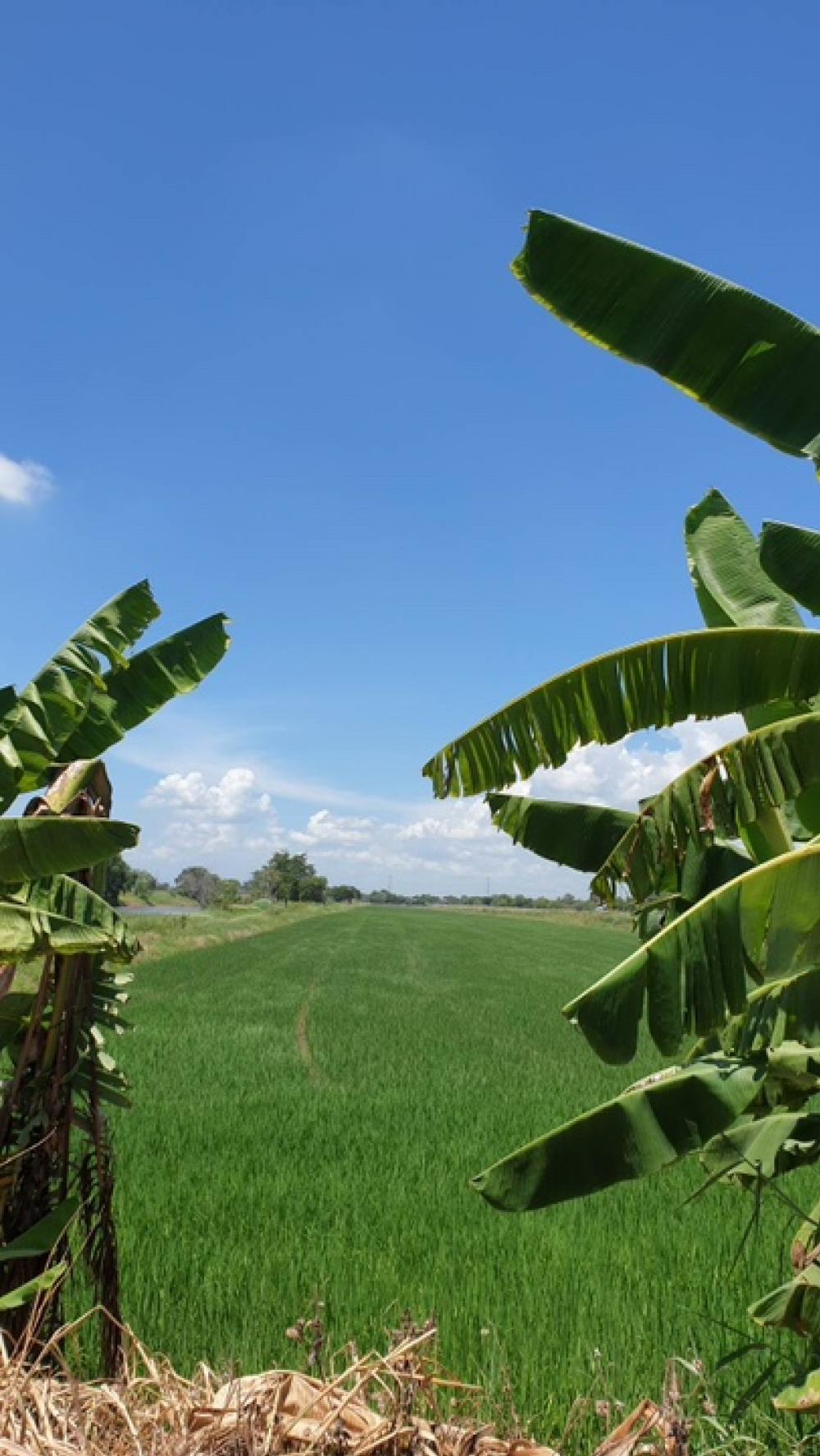 ขายที่ดินอยุธยา : ขายที่ดิน 45ไร่ 2.39 กิโลถึงมอเตอร์เวย์วังน้อย Tel. 093 296 2878 ติดถนนคอนกรีตตัดผ่านทั้งหน้าและหลัง 2.8 โล ถึงนิคมอุตสาหหกรรมจีน 093 296 2878