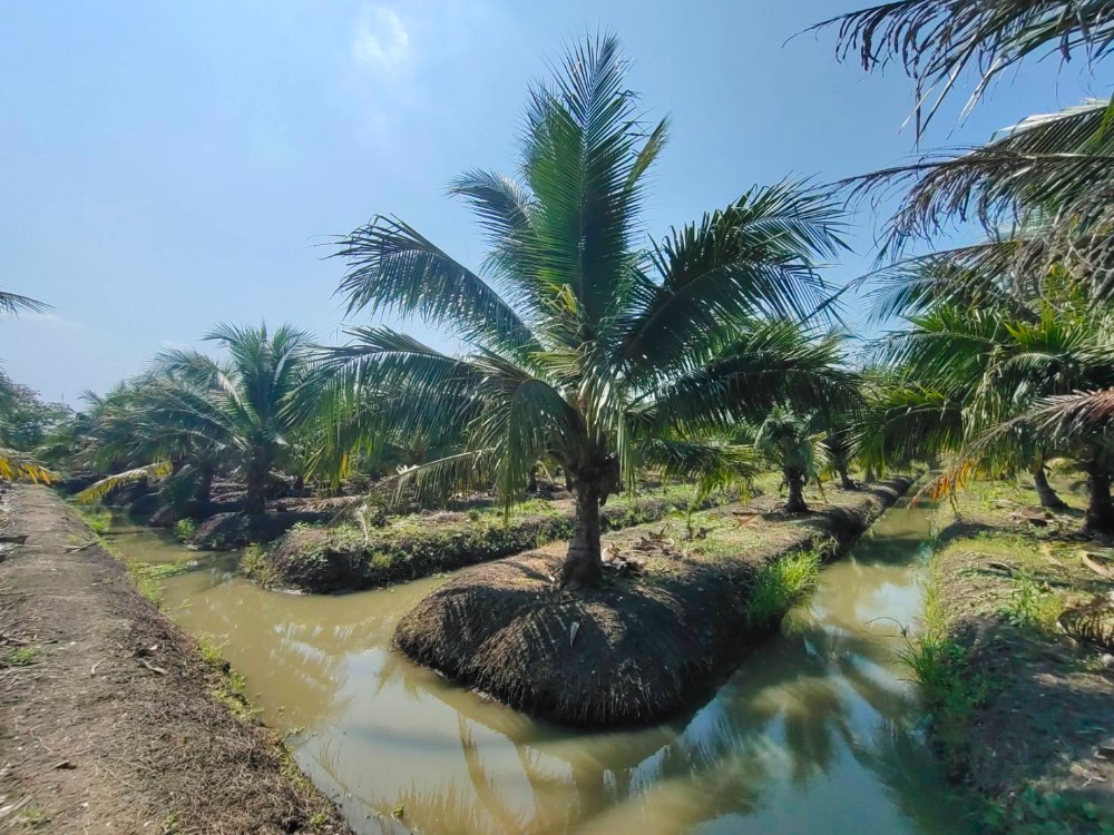 ขายที่ดินราชบุรี : ขายสวนมะพร้าวน้ำหอม 16 ไร่  พร้อมตัด หลัก 5 ดำเนินสะดวก ราชบุรี