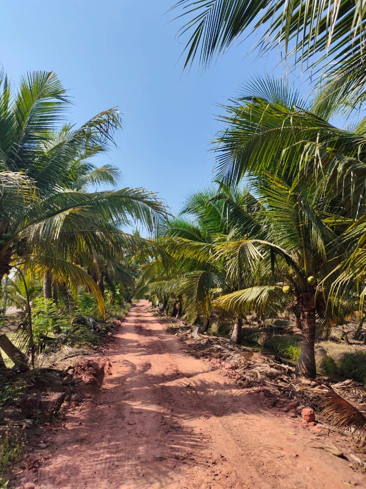 ขายที่ดินราชบุรี : ขายสวนมะพร้าวน้ำหอม 16 ไร่  พร้อมตัด หลัก 5 ดำเนินสะดวก ราชบุรี