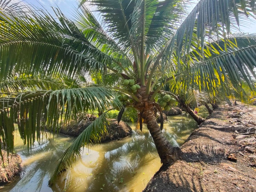 ขายที่ดินราชบุรี : ขายสวนมะพร้าวน้ำหอม 16 ไร่  พร้อมตัด หลัก 5 ดำเนินสะดวก ราชบุรี