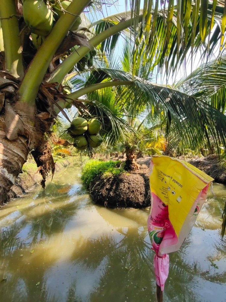 ขายที่ดินราชบุรี : ขายสวนมะพร้าวน้ำหอม 16 ไร่  พร้อมตัด หลัก 5 ดำเนินสะดวก ราชบุรี