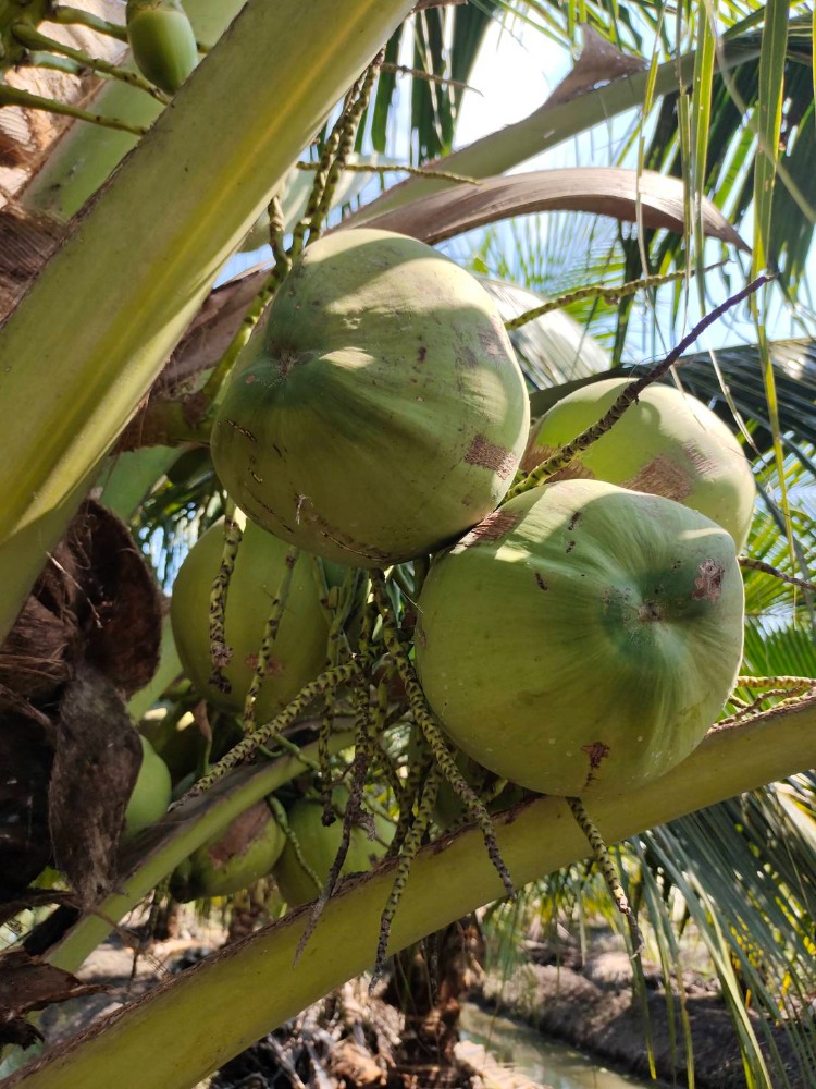 ขายที่ดินราชบุรี : ขายสวนมะพร้าวน้ำหอม 16 ไร่  พร้อมตัด หลัก 5 ดำเนินสะดวก ราชบุรี