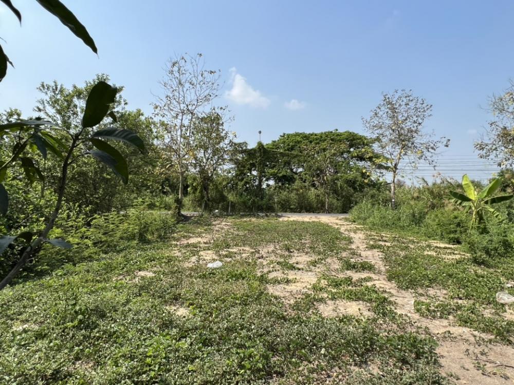 ขายที่ดินพุทธมณฑล ศาลายา : ขายที่ดินถมแล้ว หน้าติดถนน หลังติดคลอง ทำเลดี ใกล้ร้านอาหารนามิ ศาลายา