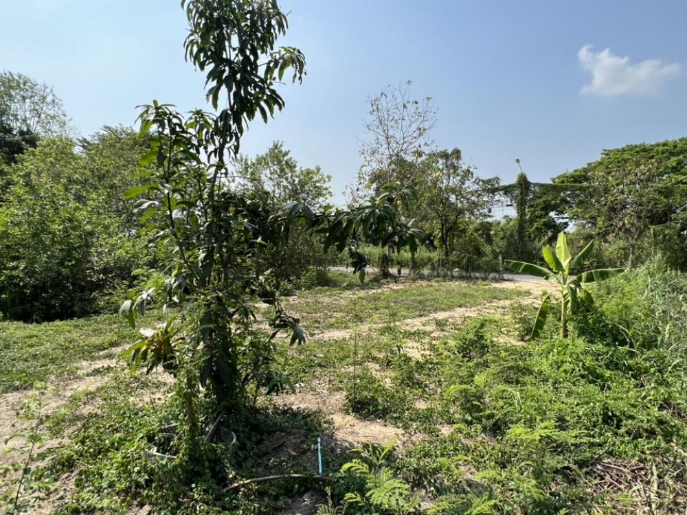 ขายที่ดินพุทธมณฑล ศาลายา : ขายที่ดินถมแล้ว หน้าติดถนน หลังติดคลอง ทำเลดี ใกล้ร้านอาหารนามิ ศาลายา