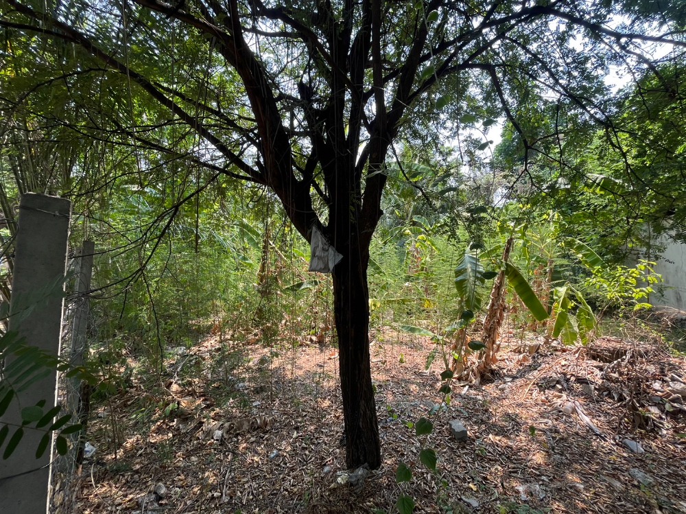 ขายที่ดินเลียบทางด่วนรามอินทรา : ที่ดิน เลียบด่วน รามอินทรา / 93 ตารางวา (ขาย), Land Liab Duan Ramintra / 372 Square Metre (FOR SALE) TPM186