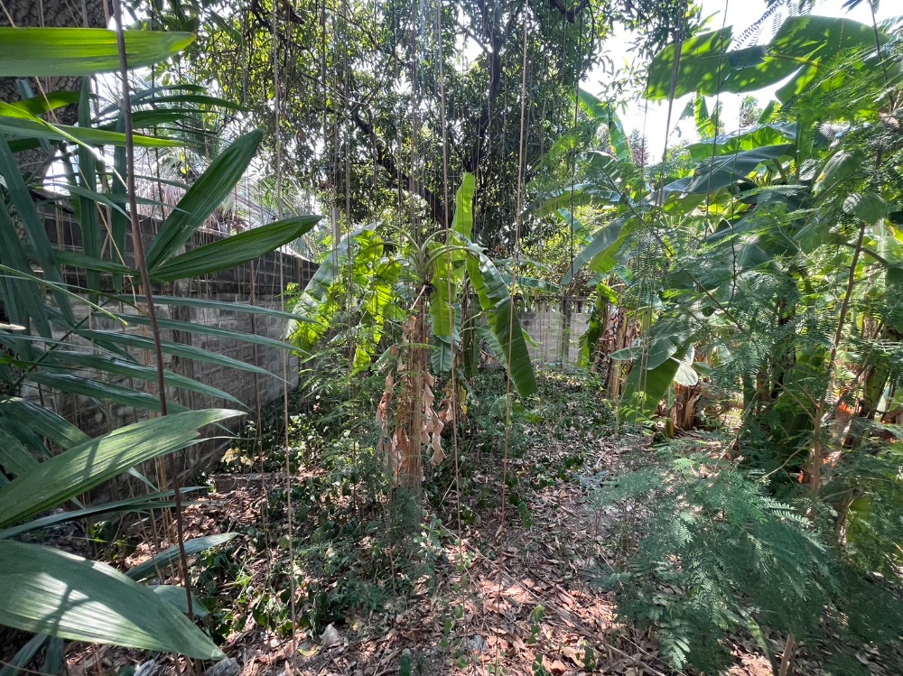 ขายที่ดินเลียบทางด่วนรามอินทรา : ที่ดิน เลียบด่วน รามอินทรา / 93 ตารางวา (ขาย), Land Liab Duan Ramintra / 372 Square Metre (FOR SALE) TPM186