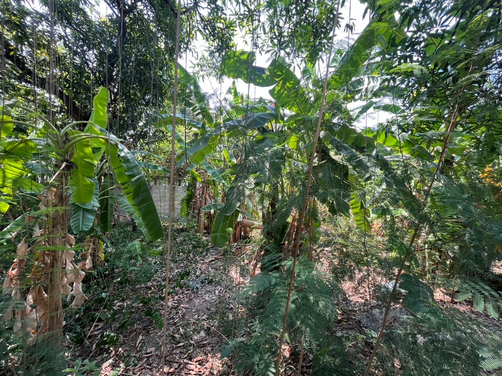 ขายที่ดินเลียบทางด่วนรามอินทรา : ที่ดิน เลียบด่วน รามอินทรา / 93 ตารางวา (ขาย), Land Liab Duan Ramintra / 372 Square Metre (FOR SALE) TPM186