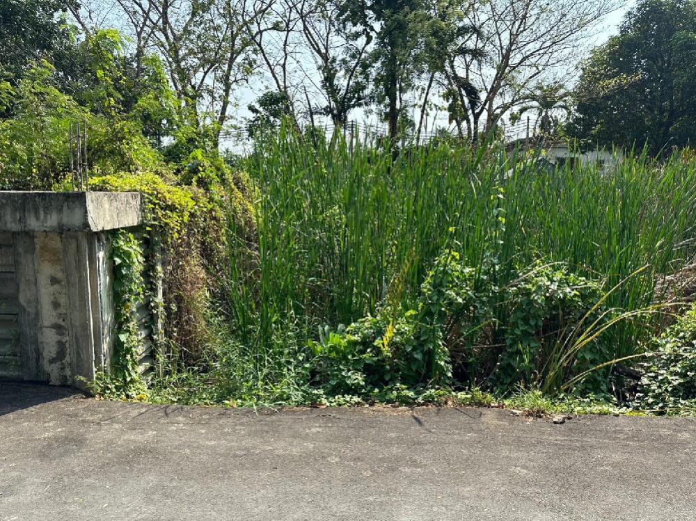 For SaleLandPinklao, Charansanitwong : Land for sale, 111 sq m., Phra Thep Road, Phran Nok - Phutthamonthon Sai 1, Ratchaphruek