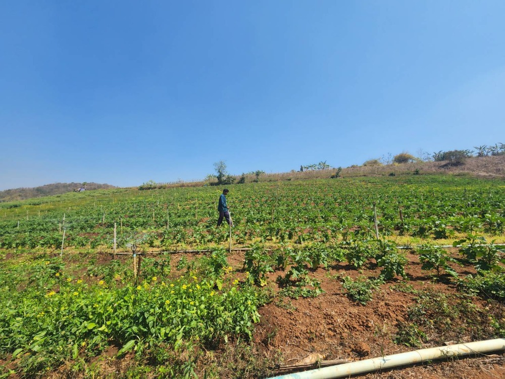 ขายที่ดินเชียงใหม่ : (เจ้าของขายเองไม่รับนายหน้า) ขายที่ดินวิวเขาสวย มีเพื่อนบ้าน อ.สะเมิง จ.เชียงใหม่ ราคาเพียง 420,000 บาท ขนาด 200 ตารางวา โฉนดครุฑเเดง กรรมสิทธิ์ครอบครอง 100% แปลงเล็กแปลงสุดท้ายเเล้ว ติดต่อ 0954935293 ได้ตลอด 24 ชม (จอย เจ้าของ)