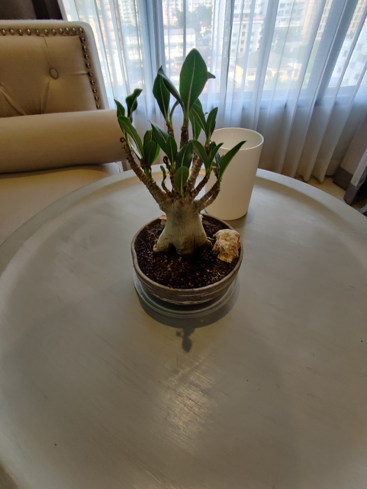 For RentCondoOnnut, Udomsuk : Mayfair Place Sukhumvit 50