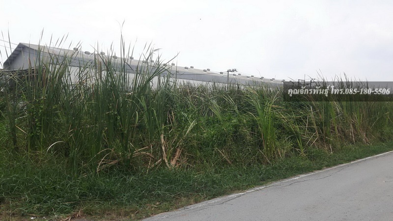 For SaleLandPathum Thani,Rangsit, Thammasat : Land for sale, 78 sq m., Rangsit-Nakhon Nayok Road, Soi Bongkot 32, sold separately or together, 468 sq m.