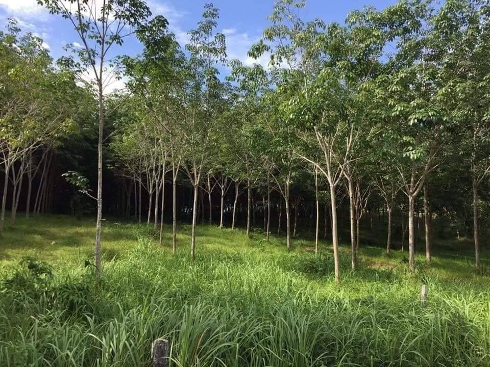 For SaleLandPhuket : Land for sale in Phuket Province, 13 rai 1 ngan, for sale in Thalang District, Phuket Province, near Lotus Thalang, Ton Tai Waterfall, yellow area, peaceful and private, suitable for making villas, hotels, hospitals, etc. If interested, you can try.