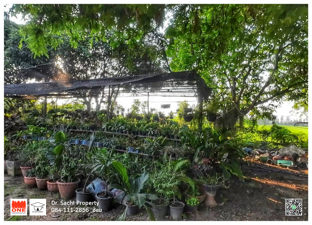 For SaleLandSing Buri : House for sale, fruit garden with land, cheap price, 5-1-67 rai, next to the road, Bang Rachan District, Sing Buri Province.