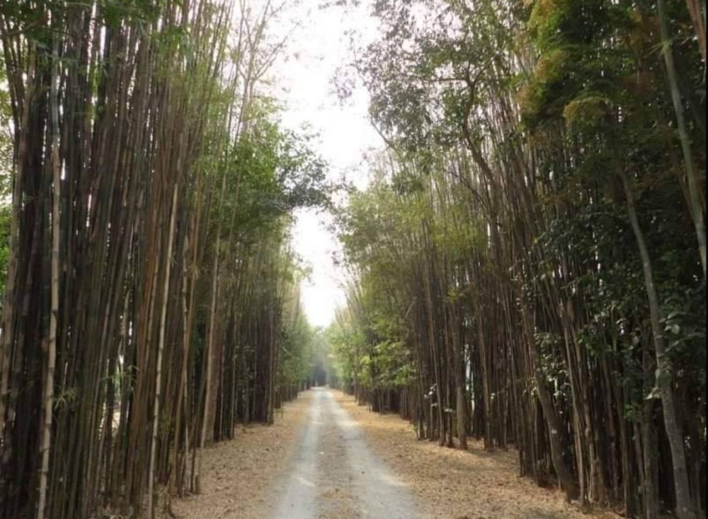 ขายบ้านเชียงใหม่ : ขายถูก !!! ขายบ้านเดี่ยวพร้อมที่ดิน 2 ไร่ 3 ชั้น สไตล์อังกฤษ ติดริมแม่น้ำปิง จอมทอง เชียงใหม่ บนที่ดินท้องมังกร