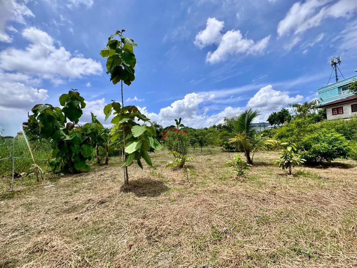 ขายที่ดินพัฒนาการ ศรีนครินทร์ : ขายที่ดินเปล่าแปลงสวย ทำเลพัฒนาการตัดใหม่ เหมาะ..สร้างบ้าน ออฟฟิศ (N.641)