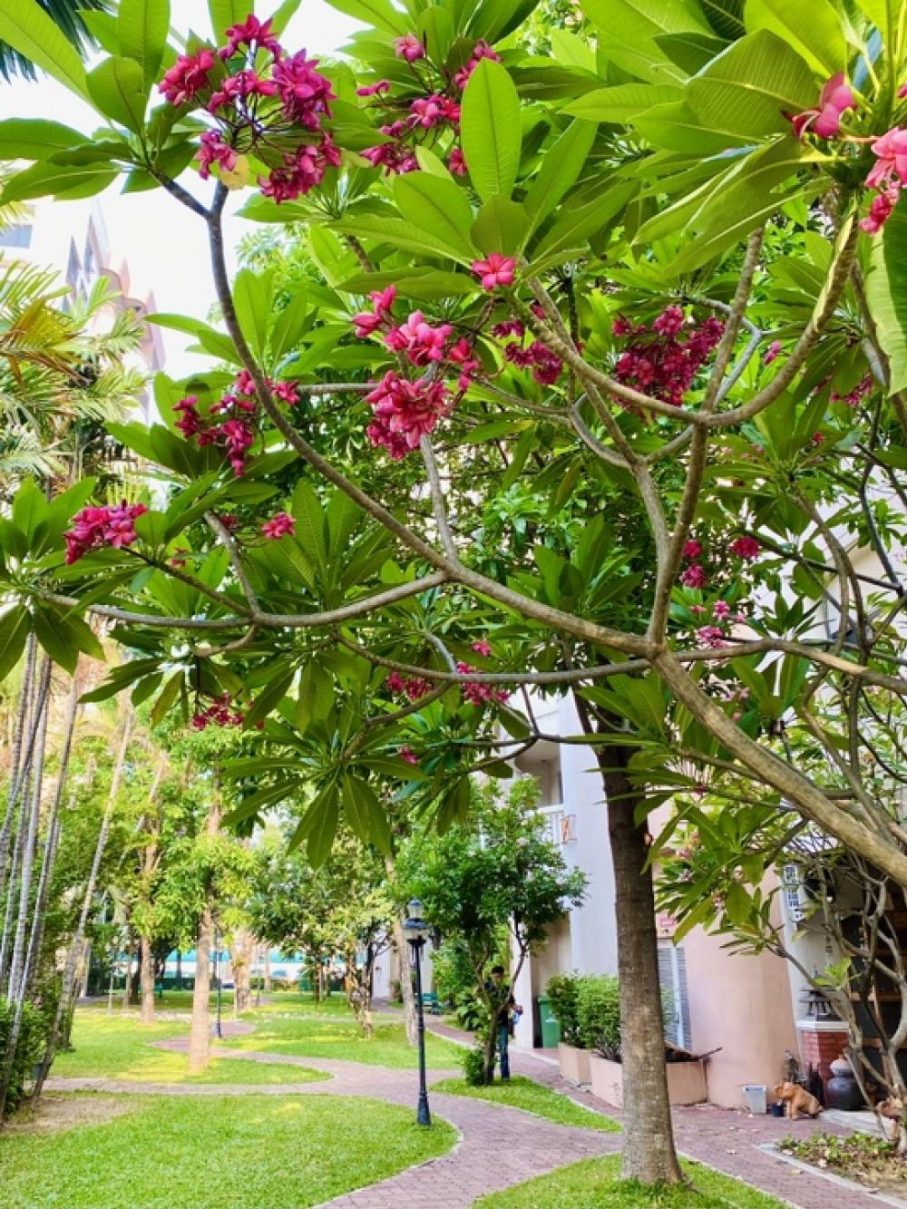 ให้เช่าคอนโดปทุมธานี รังสิต ธรรมศาสตร์ : ให้เช่า คอนโด นนทรีพาร์ควิวล์ ลำลูกกา แบบ 2 ห้องนอน 60 ตรม ตกแต่งสวยงาม บรรยากาศรีสอร์ท ติดถนนลำลูกกา เฟอร์นิเจอร์และเครื่องไฟฟ้าครบ พร้อมเข้าอยู่