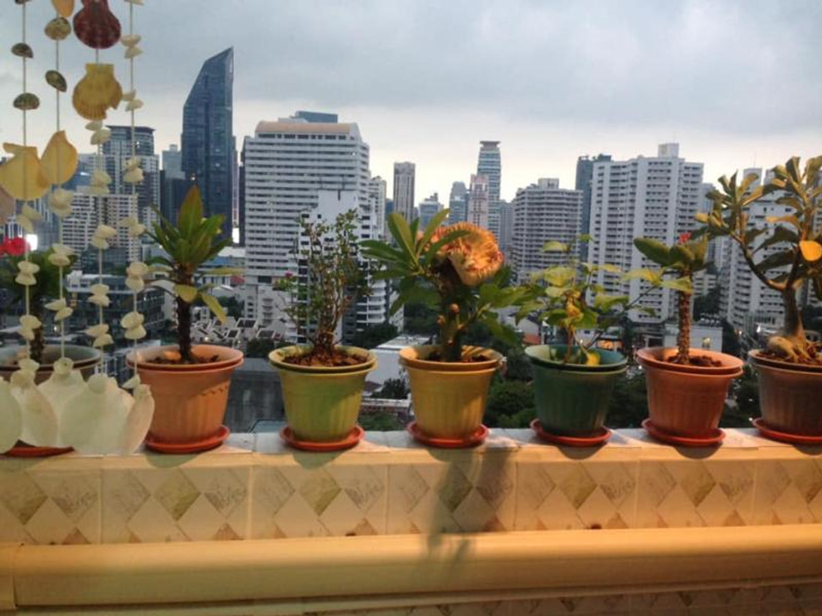 ขายคอนโดสุขุมวิท อโศก ทองหล่อ : ขายคอนโด  เดอะ วอเตอร์ฟอร์ด พาร์ค สุขุมวิท 53 BTS-ทองหล่อ คลองตันเหนือ เขต วัฒนา กรุงเทพ  CX-79838