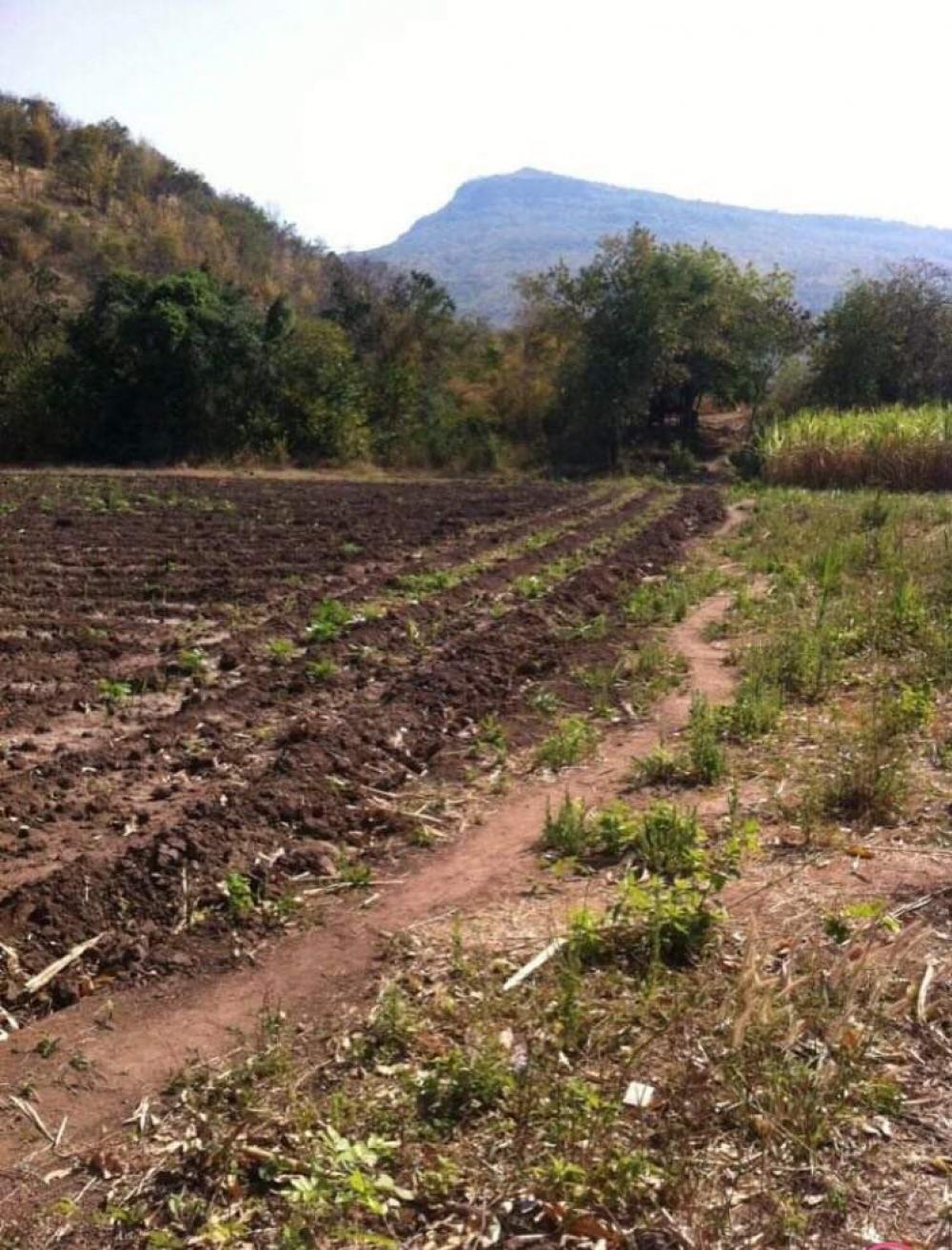 For SaleLandChaiyaphum : 12 rai of land, Chaiyaphum Province