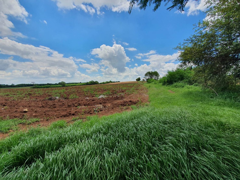 ขายที่ดินสระบุรี : ขายที่ดินเปล่า 25 ไร่ วิวสวย เห็นเขาไกล ๆ บรรยากาศดีมาก เหมาะปลูกบ้านทำเกษตรอินทรีย์ แสลงพัน วังม่วง สระบุรี