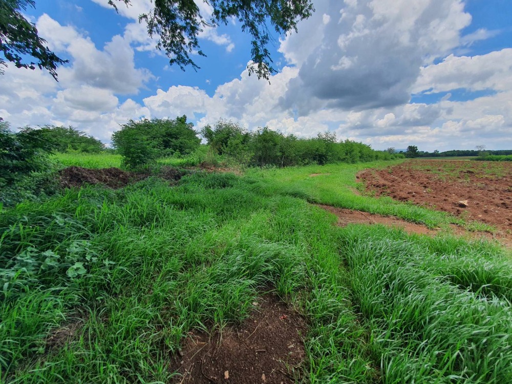 ขายที่ดินสระบุรี : ขายที่ดินเปล่า 25 ไร่ วิวสวย เห็นเขาไกล ๆ บรรยากาศดีมาก เหมาะปลูกบ้านทำเกษตรอินทรีย์ แสลงพัน วังม่วง สระบุรี
