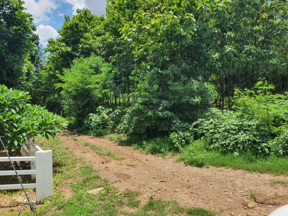 ขายที่ดินสระบุรี : ขายที่ดินเปล่า 25 ไร่ วิวสวย เห็นเขาไกล ๆ บรรยากาศดีมาก เหมาะปลูกบ้านทำเกษตรอินทรีย์ แสลงพัน วังม่วง สระบุรี