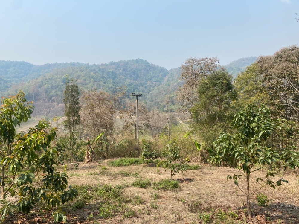 ขายที่ดินเชียงใหม่ : ขายที่ดินสวนอะโวคาโด้พร้อมเก็บผลผลิต(อายุ3-5ปี) + มะยงชิด  ขายถูกมากๆ วิวภูเขาล้อมรอบ ขนาด 273 ตารางวา อ.สะเมิง จ.เชียงใหม่ เพียง 690,000 บาท โทร 0954935293 (จอย) โฉนดครุฑแดง!