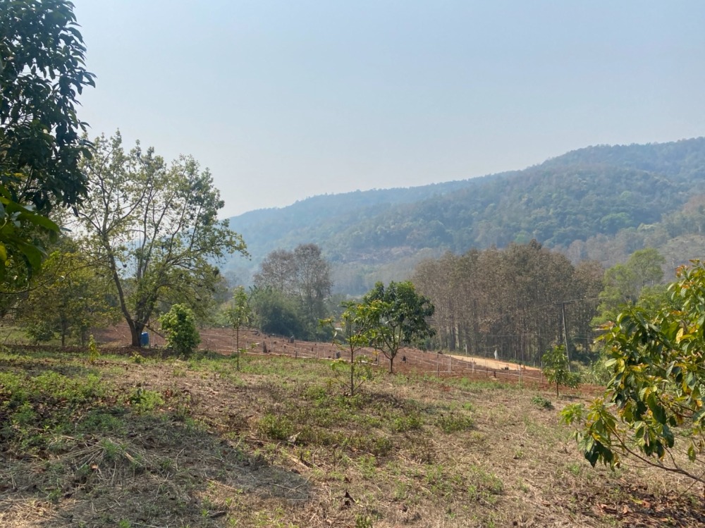 ขายที่ดินเชียงใหม่ : ขายที่ดินสวนอะโวคาโด้พร้อมเก็บผลผลิต(อายุ3-5ปี) + มะยงชิด  ขายถูกมากๆ วิวภูเขาล้อมรอบ ขนาด 273 ตารางวา อ.สะเมิง จ.เชียงใหม่ เพียง 690,000 บาท โทร 0954935293 (จอย) โฉนดครุฑแดง!