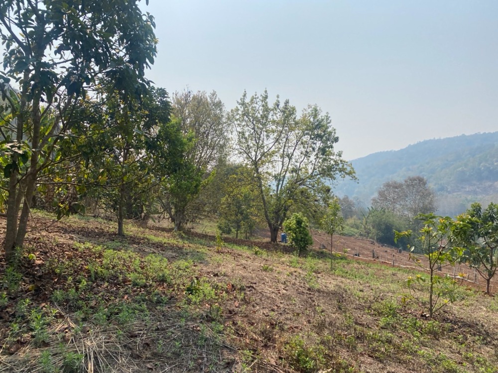 ขายที่ดินเชียงใหม่ : ขายที่ดินสวนอะโวคาโด้พร้อมเก็บผลผลิต(อายุ3-5ปี) + มะยงชิด  ขายถูกมากๆ วิวภูเขาล้อมรอบ ขนาด 273 ตารางวา อ.สะเมิง จ.เชียงใหม่ เพียง 690,000 บาท โทร 0954935293 (จอย) โฉนดครุฑแดง!