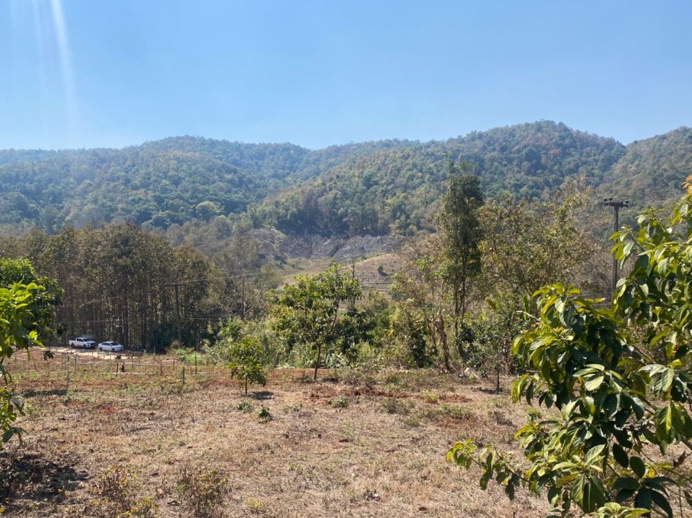 ขายที่ดินเชียงใหม่ : ขายที่ดินสวนอะโวคาโด้พร้อมเก็บผลผลิต(อายุ3-5ปี) + มะยงชิด  ขายถูกมากๆ วิวภูเขาล้อมรอบ ขนาด 273 ตารางวา อ.สะเมิง จ.เชียงใหม่ เพียง 690,000 บาท โทร 0954935293 (จอย) โฉนดครุฑแดง!