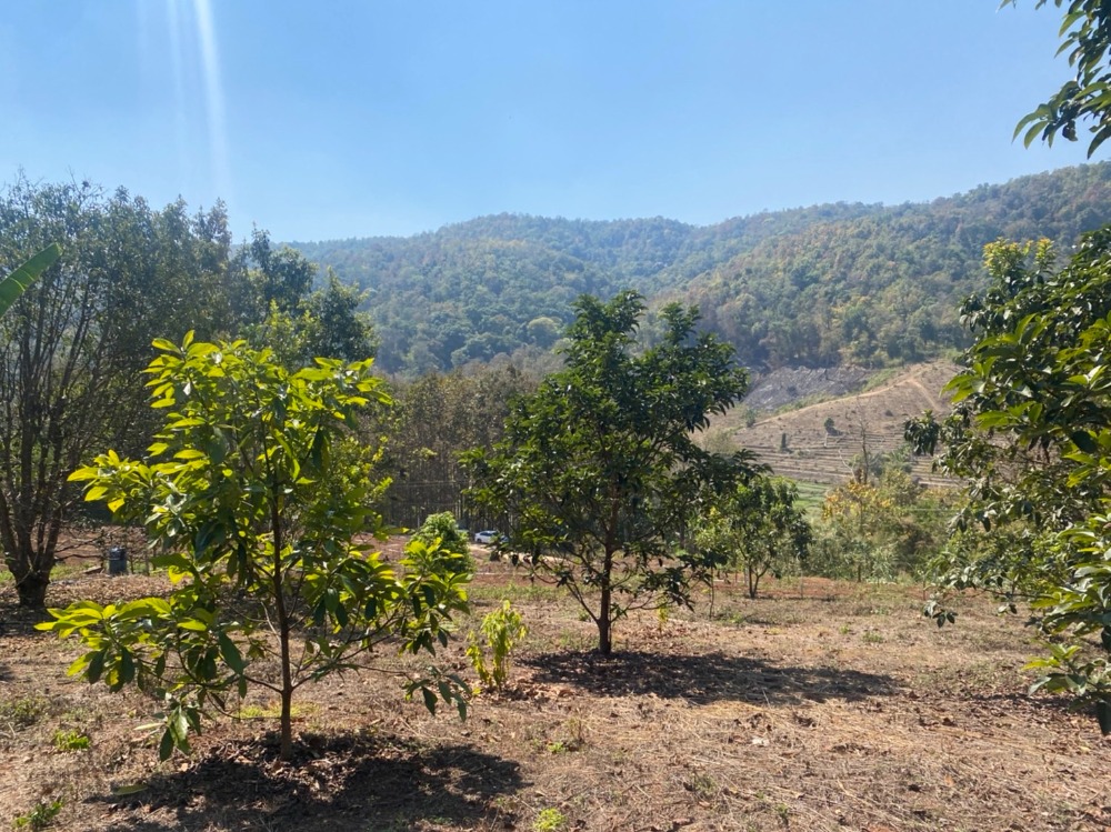 ขายที่ดินเชียงใหม่ : ขายที่ดินสวนอะโวคาโด้พร้อมเก็บผลผลิต(อายุ3-5ปี) + มะยงชิด  ขายถูกมากๆ วิวภูเขาล้อมรอบ ขนาด 273 ตารางวา อ.สะเมิง จ.เชียงใหม่ เพียง 690,000 บาท โทร 0954935293 (จอย) โฉนดครุฑแดง!