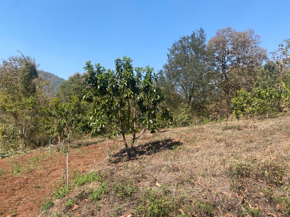 ขายที่ดินเชียงใหม่ : ขายที่ดินสวนอะโวคาโด้พร้อมเก็บผลผลิต(อายุ3-5ปี) + มะยงชิด  ขายถูกมากๆ วิวภูเขาล้อมรอบ ขนาด 273 ตารางวา อ.สะเมิง จ.เชียงใหม่ เพียง 690,000 บาท โทร 0954935293 (จอย) โฉนดครุฑแดง!