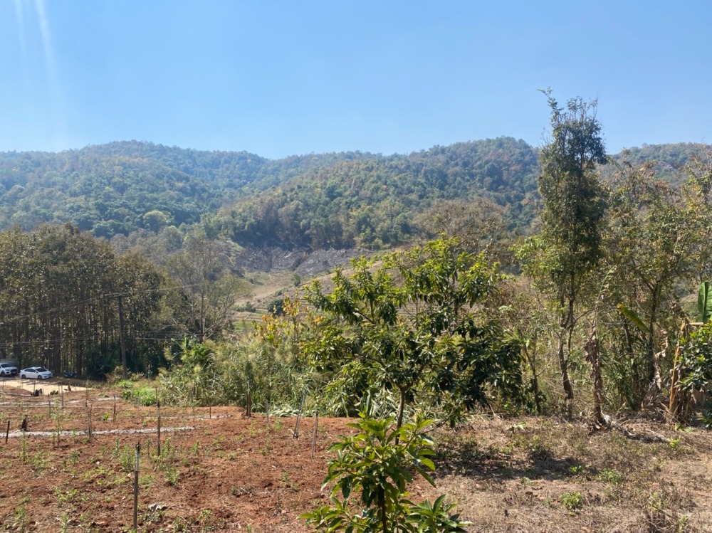 ขายที่ดินเชียงใหม่ : ขายที่ดินสวนอะโวคาโด้พร้อมเก็บผลผลิต(อายุ3-5ปี) + มะยงชิด  ขายถูกมากๆ วิวภูเขาล้อมรอบ ขนาด 273 ตารางวา อ.สะเมิง จ.เชียงใหม่ เพียง 690,000 บาท โทร 0954935293 (จอย) โฉนดครุฑแดง!