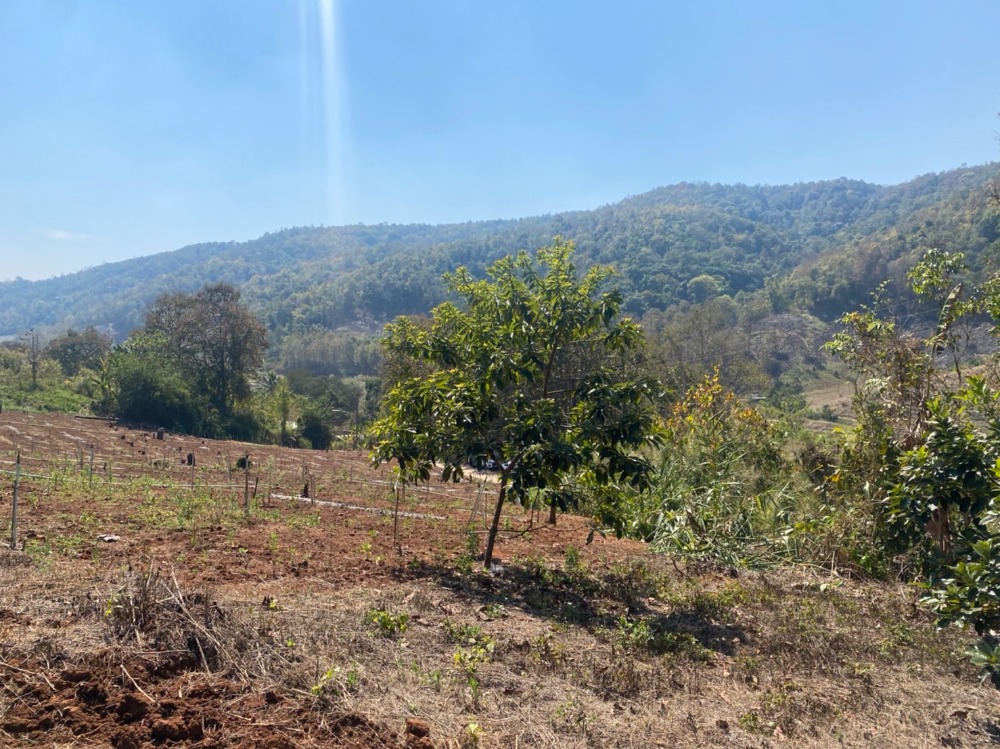 ขายที่ดินเชียงใหม่ : ขายที่ดินสวนอะโวคาโด้พร้อมเก็บผลผลิต(อายุ3-5ปี) + มะยงชิด  ขายถูกมากๆ วิวภูเขาล้อมรอบ ขนาด 273 ตารางวา อ.สะเมิง จ.เชียงใหม่ เพียง 690,000 บาท โทร 0954935293 (จอย) โฉนดครุฑแดง!