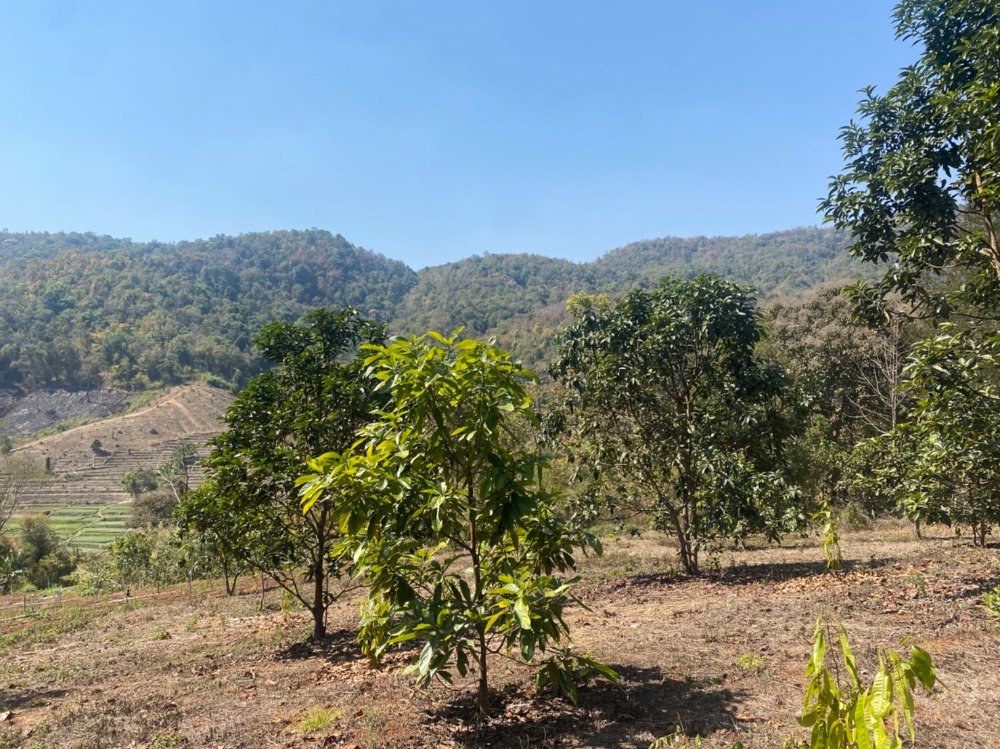 ขายที่ดินเชียงใหม่ : ขายที่ดินสวนอะโวคาโด้พร้อมเก็บผลผลิต(อายุ3-5ปี) + มะยงชิด  ขายถูกมากๆ วิวภูเขาล้อมรอบ ขนาด 273 ตารางวา อ.สะเมิง จ.เชียงใหม่ เพียง 690,000 บาท โทร 0954935293 (จอย) โฉนดครุฑแดง!