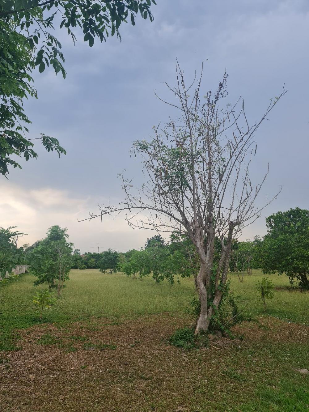 For SaleLandChiang Mai : Land for sale 5 rai
