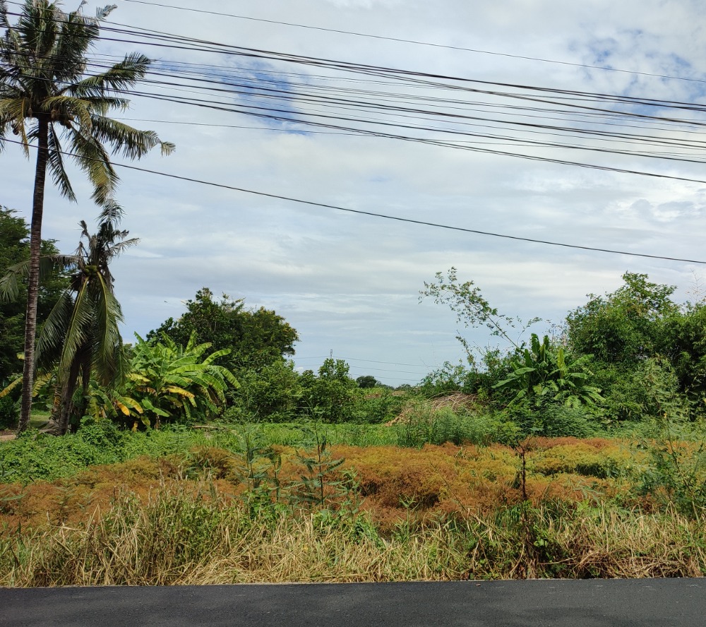 ขายที่ดินปทุมธานี รังสิต ธรรมศาสตร์ : ขายที่59 ไร่ คลองสิบ หนองเสือ รังสิต-นครนายก ติดถนน2ด้าน ใกล้ชุมชน เหมาะทำหมู่บ้าน