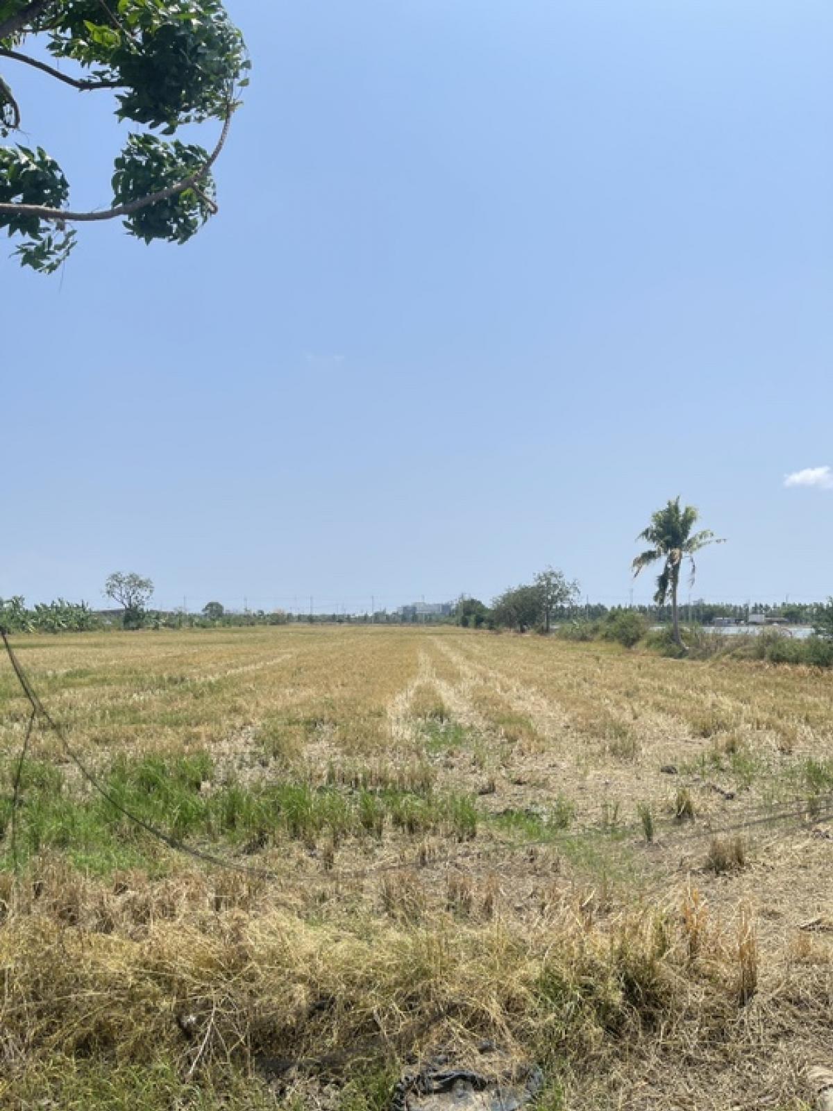 For SaleLandBangna, Bearing, Lasalle : Land for sale, size 7 rai, purple area. Suitable for building a warehouse, factory, Bangna-Trad Road, Km. 21, Bang Sao Thong District, Samut Prakan Province.